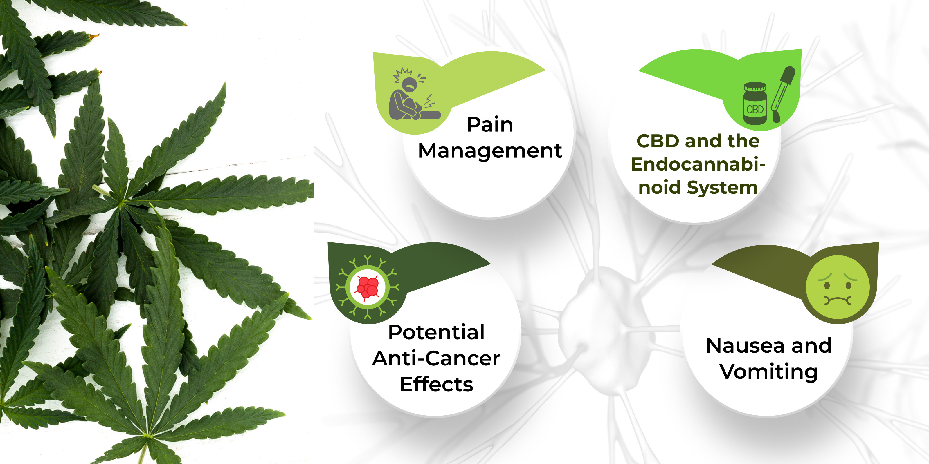 cannabidiol oil India